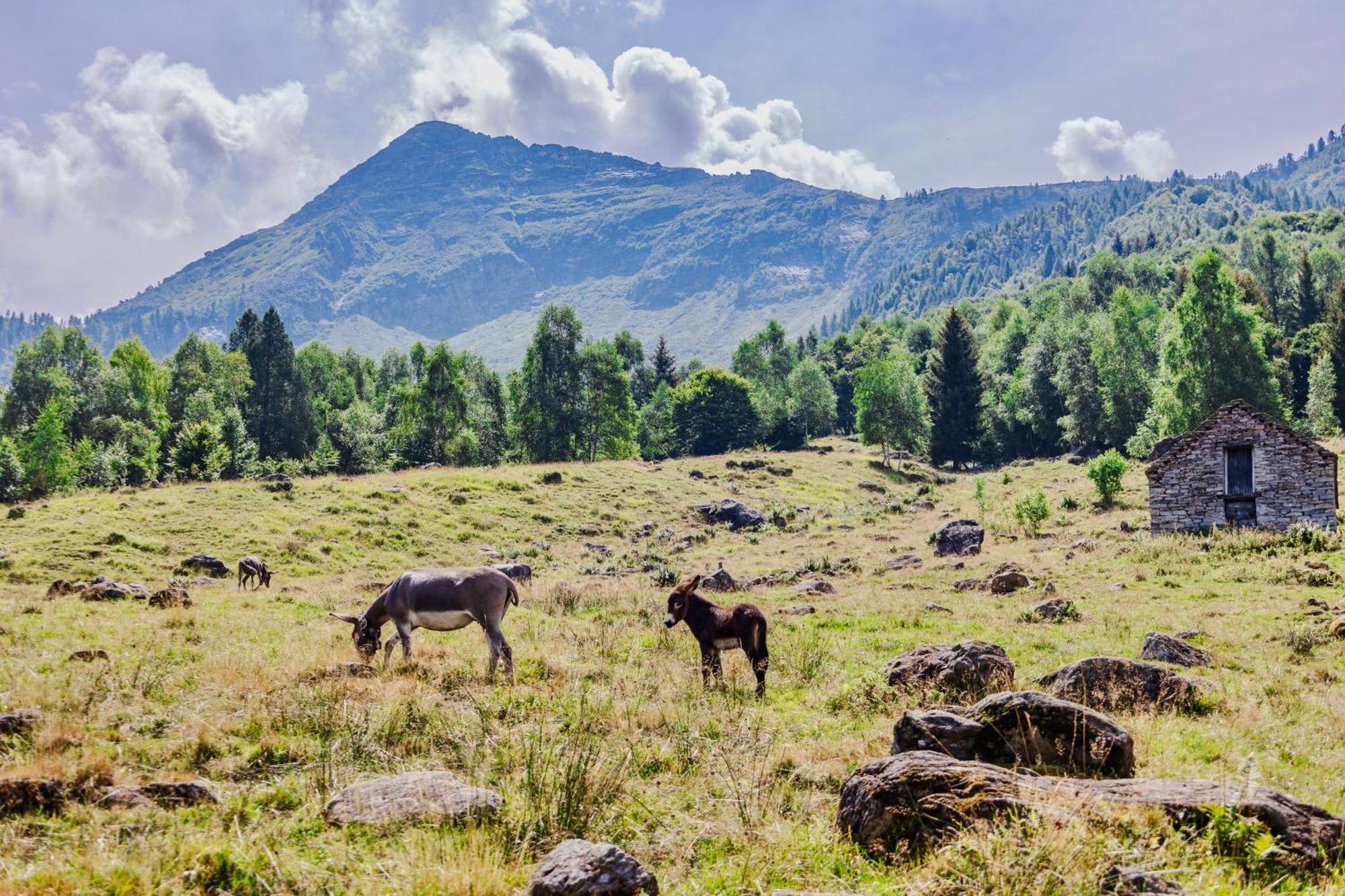 Rifugio Parpinasca Hostel Trontano ภายนอก รูปภาพ